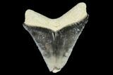 Serrated, Fossil Megalodon Tooth - Florida #108399-1